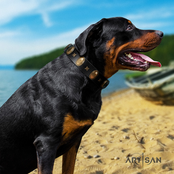 Rottweiler easy wearing full grain genuine leather collar for your impressive doggie