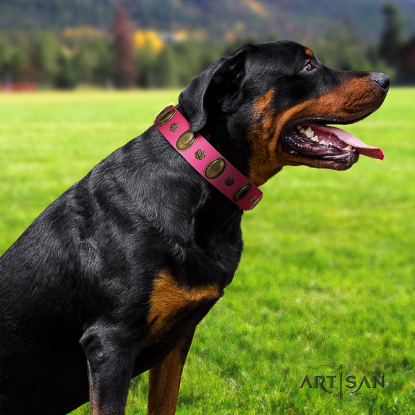 Rottweiler fancy walking full grain genuine leather collar for your attractive pet