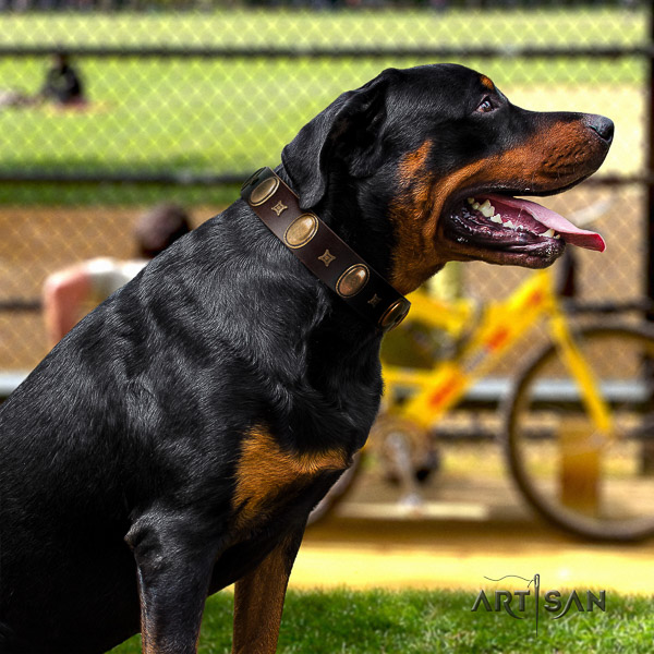 Rottweiler basic training genuine leather collar for your stylish canine