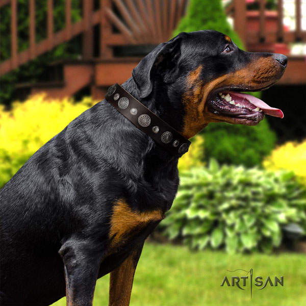 Rottweiler top quality collar with exquisite embellishments for your canine