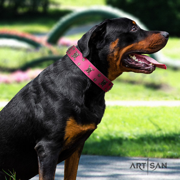 Rottweiler fancy walking full grain genuine leather collar for your stylish canine