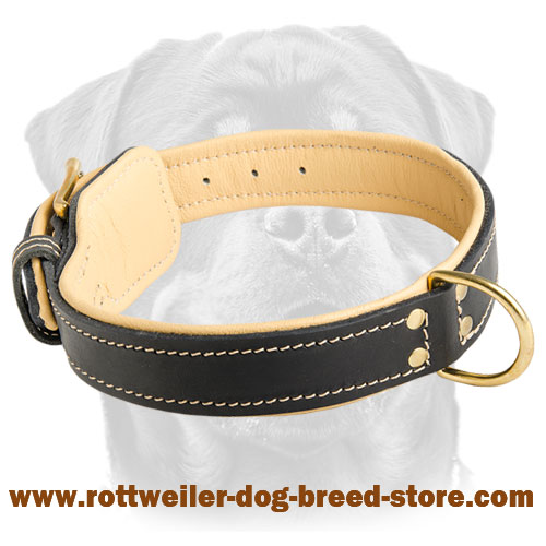 Royal Nappa Padded Hand Made Elegant Leather Canine Collar for Rottweiler