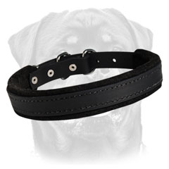 Extra strong dog collar for Molosser canines