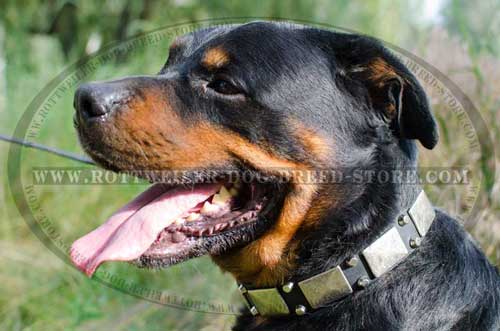 Gorgeous Leather Rottweiler Collar with Decoration