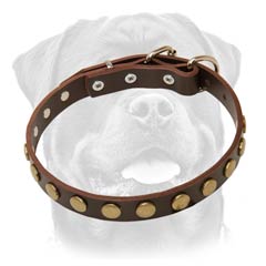 Everyday leather dog collar with decoration