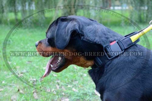 Soft Nylon Dog Collar with Handle for Rottweilers