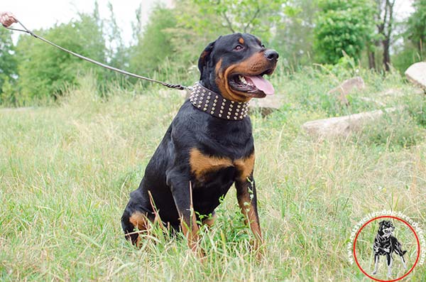 Extra wide Rottweiler leather collar