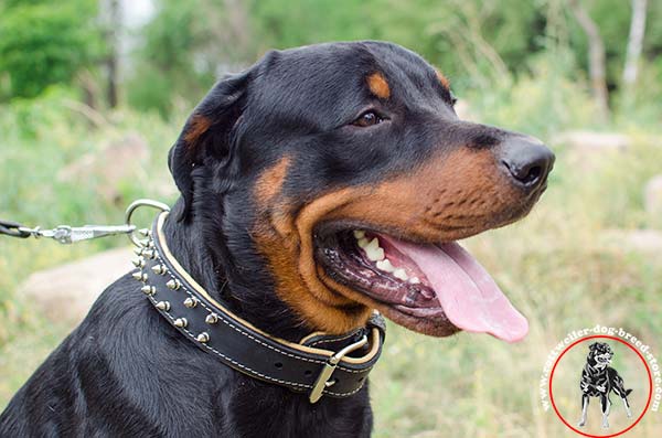  Padded Rottweiler leather collar