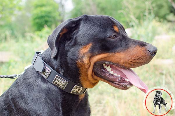 Non-stretching Rottweiler leather collar