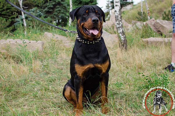 Non-rubbing Rottweiler leather collar