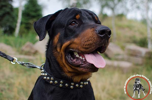 Pyramid studded Rottweiler leather collar