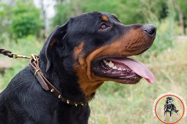 Brass studded spiked Rottweiler collar