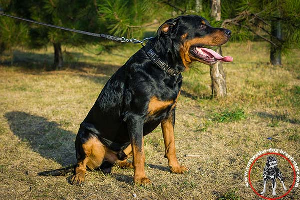 War-like Rottweiler leather collar