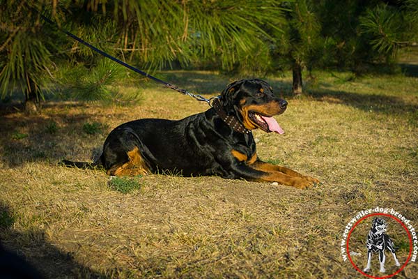 Rottweiler leather collar for multiple walking 