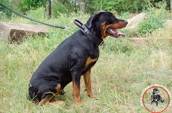 Rottweiler leather collar with handle