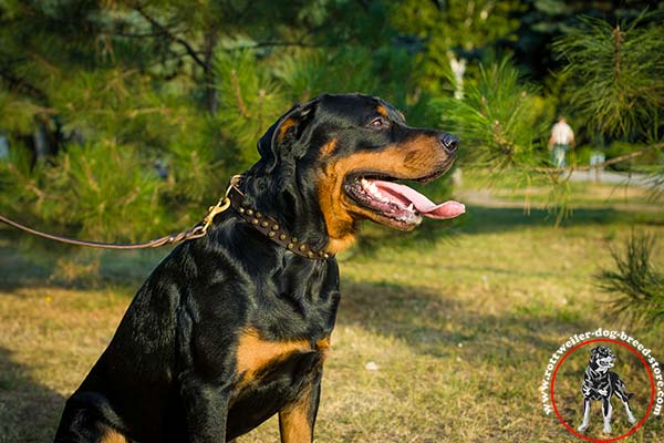 Studded Rottweiler leather collar