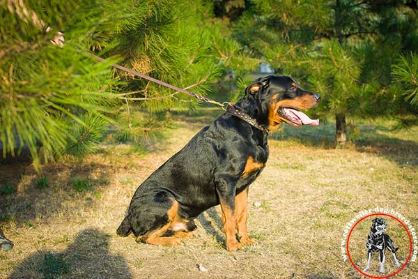 Rottweiler leather collar for stylish walks