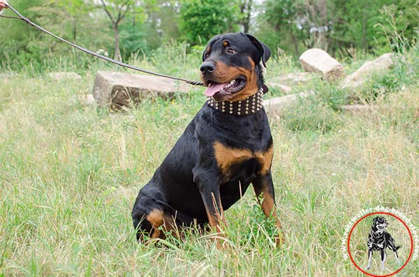 Walking Rottweiler leather collar