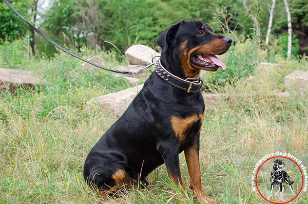 Hand-decorated Rottweiler leather collar 