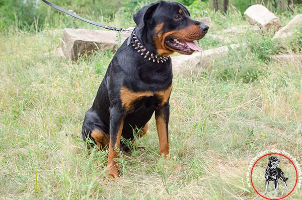 Embellished Rottweiler leather collar 