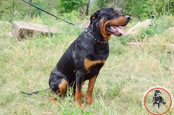Elegant narrow leather Rottweiler collar