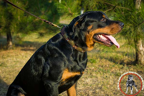 Rottweiler leather collar with vintage decorations