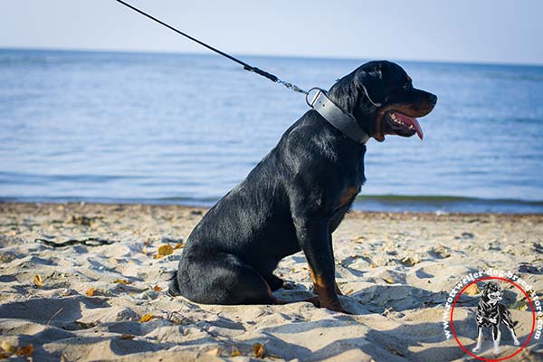 Rottweiler leather collar of comfortable width