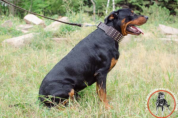 Extra wide Rottweiler leather collar