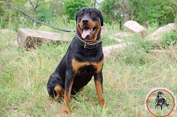 Padded with white leather Rottweiler collar 