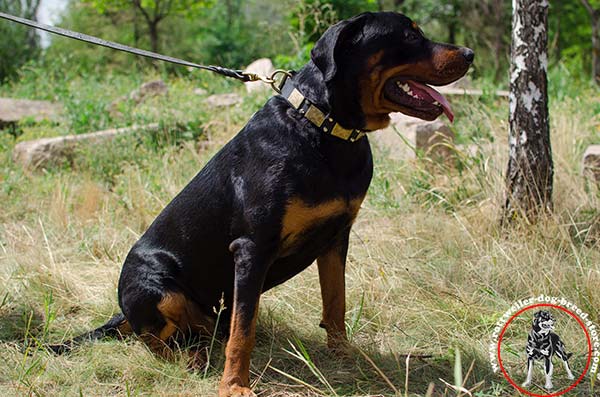 Rottweiler collar with brass plates and nickel pyramids