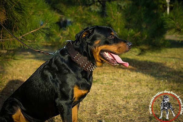 Non-toxic Rottweiler leather collar