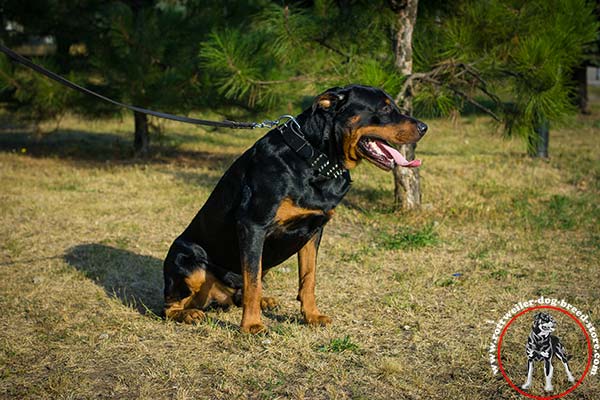 Easy adjustable Rottweiler collar