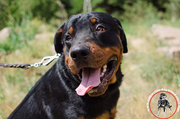 Extra durable Rottweiler leather collar