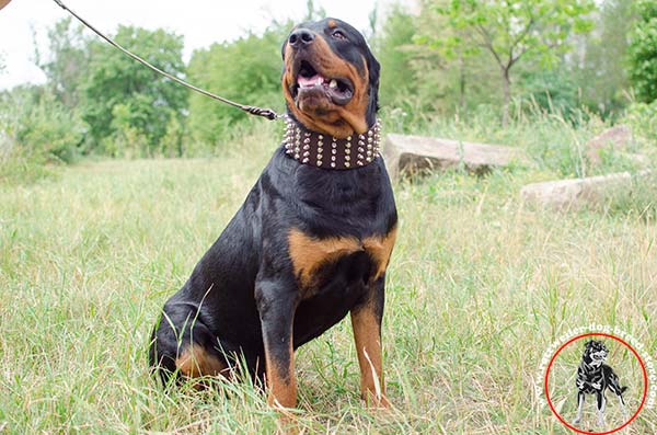 Dog-friendly Rottweiler leather collar