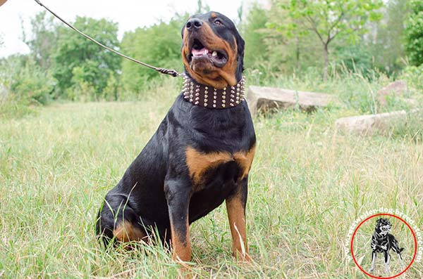 Dog-friendly Rottweiler leather collar