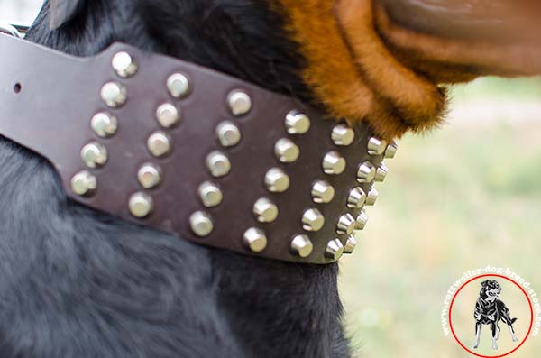 Reliably riveted Rottweiler leather collar