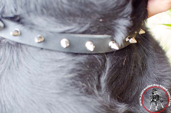 Rottweiler leather collar with magnificent decorations