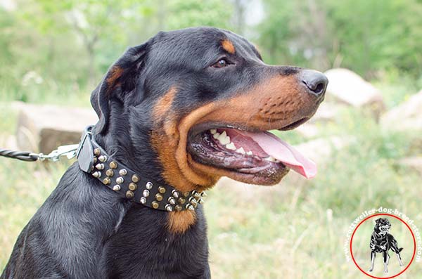Non-rubbing Rottweiler leather collar