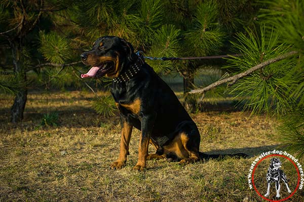 Long-lasting Rottweiler collar