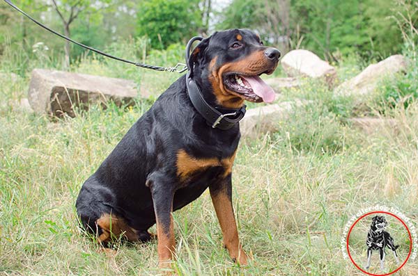 Rottweiler leather collar for snug fit