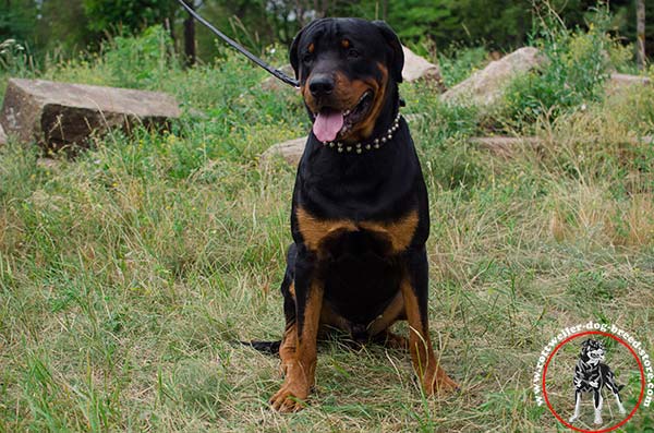Dog-friendly Rottweiler leather collar