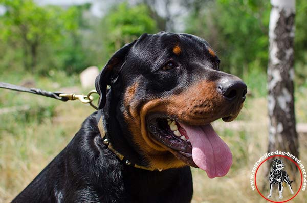 Rottweiler leather collar for better comfort