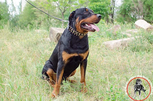 Rottweiler leather collar of extraordinary design