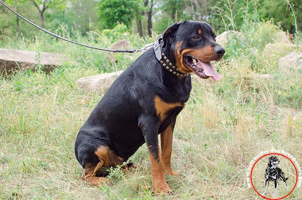 Studded Rottweiler leather collar 