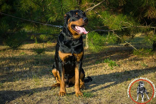 Innovative design Rottweiler leather collar