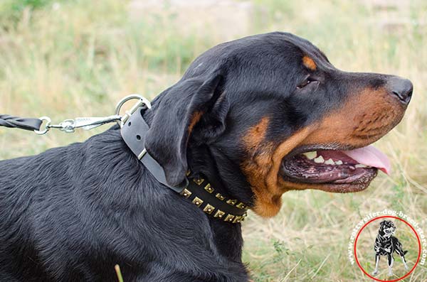 Walking Rottweiler leather collar