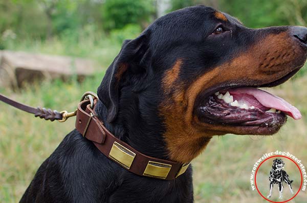 Flexible leather Rottweiler collar