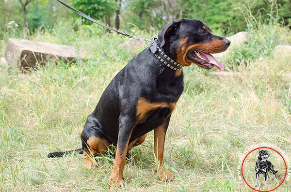Full grain leather Rottweiler collar