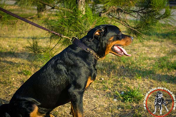 Handy Rottweiler leather collar