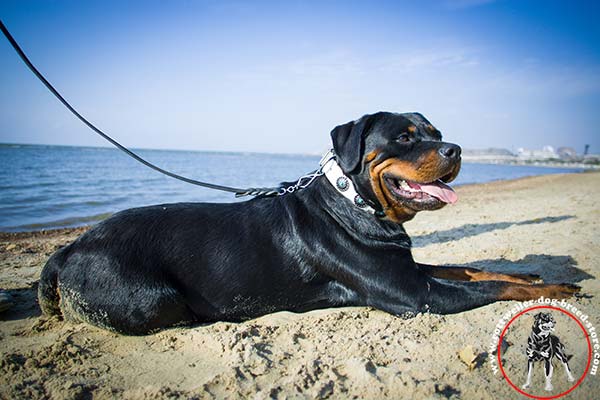 White leather Rottweiler collar with blue stones